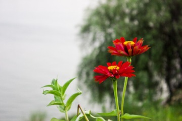 小花