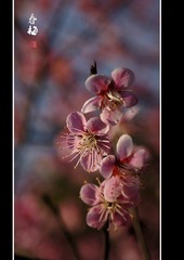 DSC04401.jpg