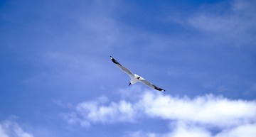 1C078F96-2BEF-4F5C-B4B3-A0DC9001B900/L0/001