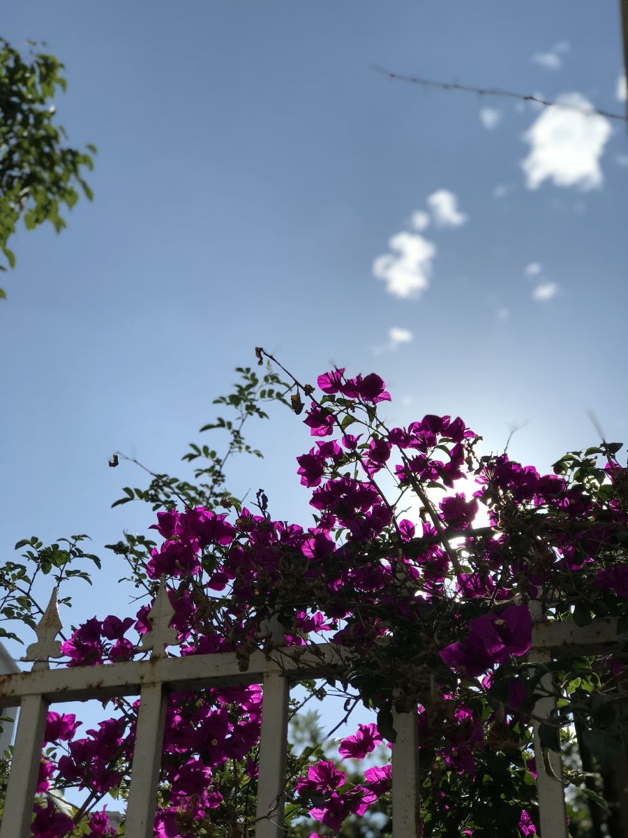 随手拍的路边风景美好的人和事物就在自己身边