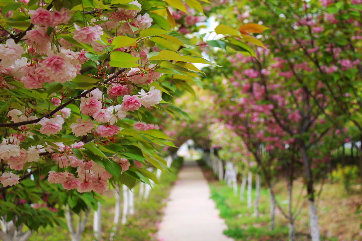 春天的脚步～ - ihjenny - 图虫