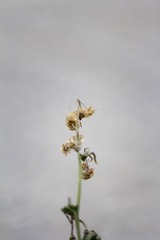 IMG_5578_1.JPG