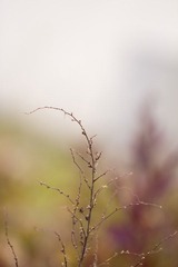 IMG_5559_1.JPG