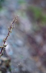 IMG_5558_1.JPG