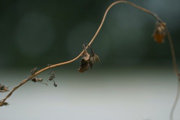 IMG_5607_1.JPG