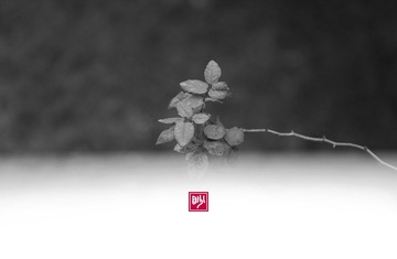 IMG_5278-logo.jpg