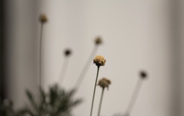 IMG_5628_1.JPG
