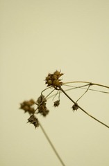 IMG_5601_1.JPG