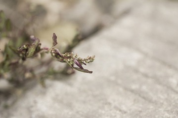 IMG_5544_1.JPG