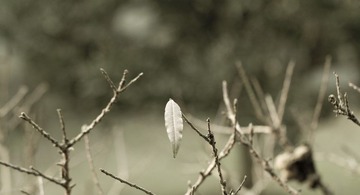 IMG_5432_1.JPG