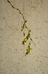 IMG_5348_1.JPG