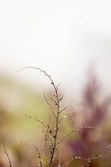 IMG_5559_1.JPG
