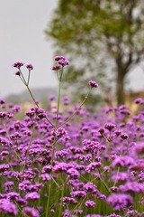 DSC_2435-2.jpg