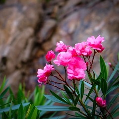 DSCF1745-1