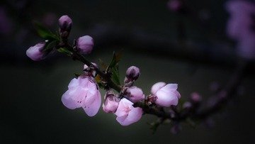 IMG_4373-5