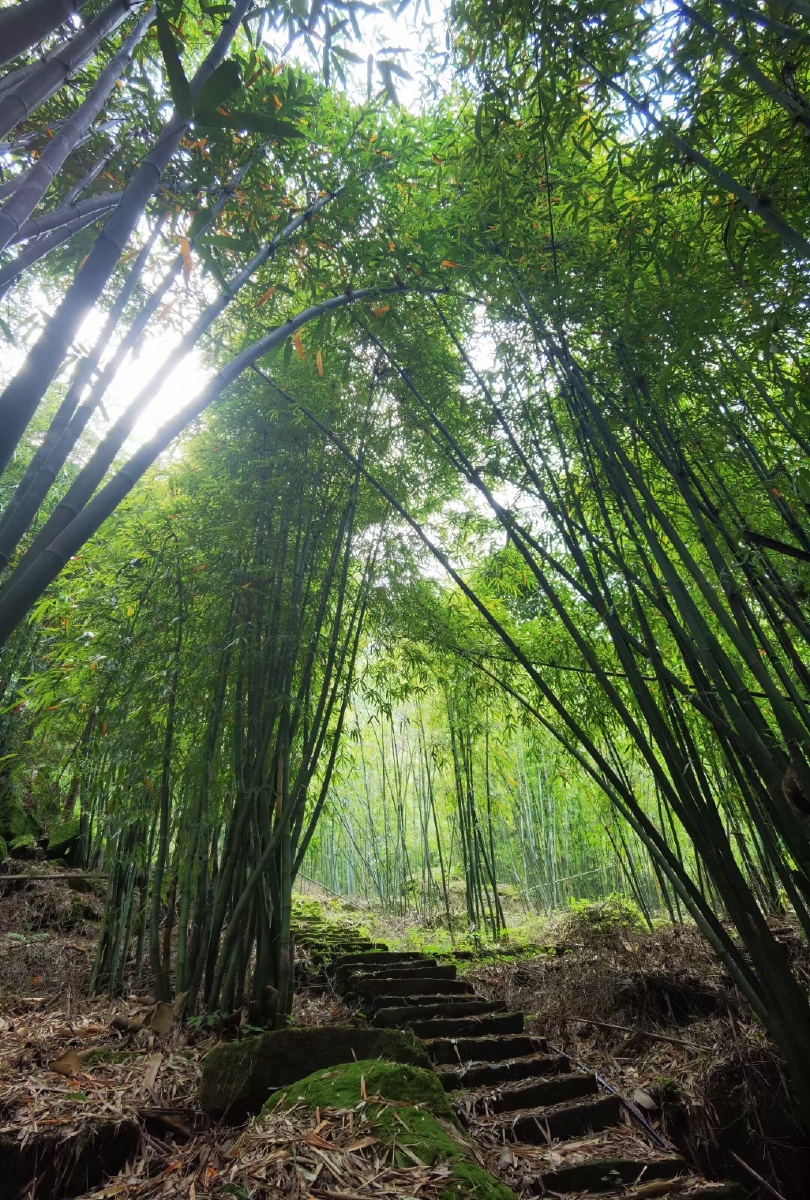 路遇一片竹林随意徒步空无一人