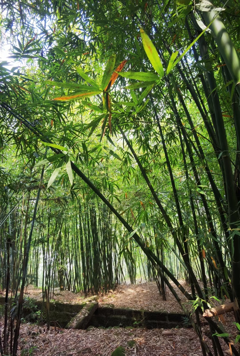 路遇一片竹林随意徒步空无一人