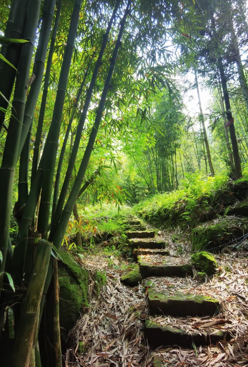 路遇一片竹林随意徒步空无一人
