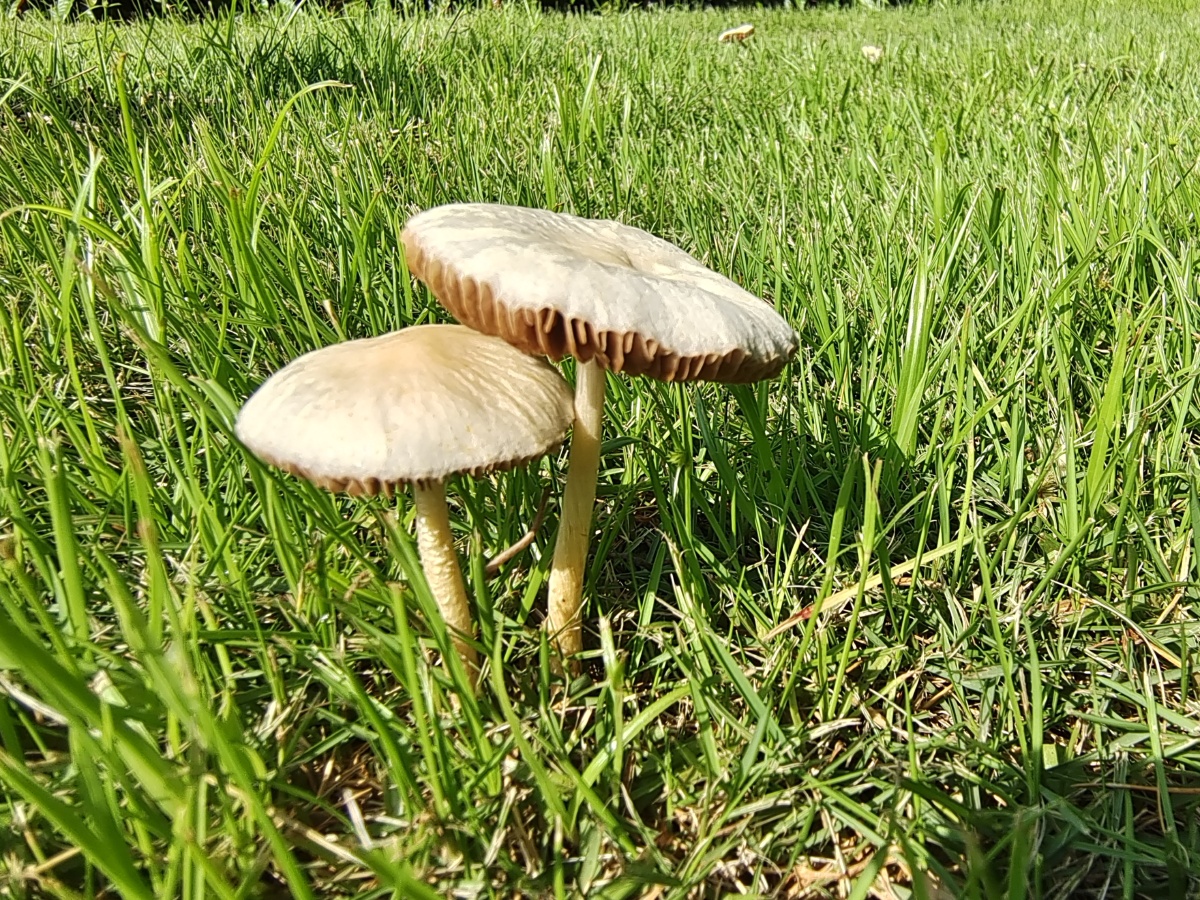 雨后长蘑菇了