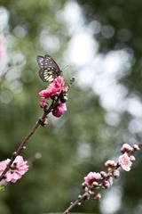 _MG_8327.jpg