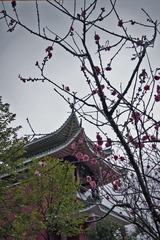 _MG_8462.jpg