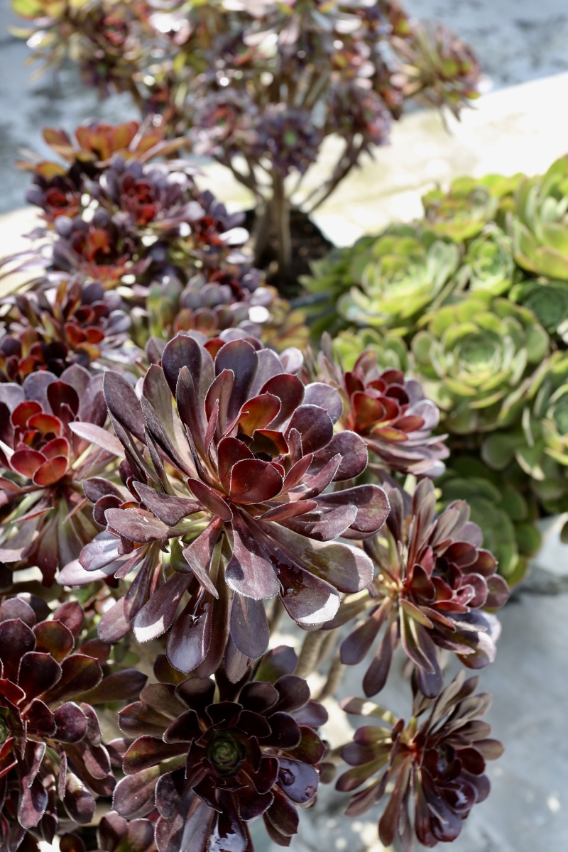 初夏骄阳下的黑法师玫瑰法师愈发美丽动人