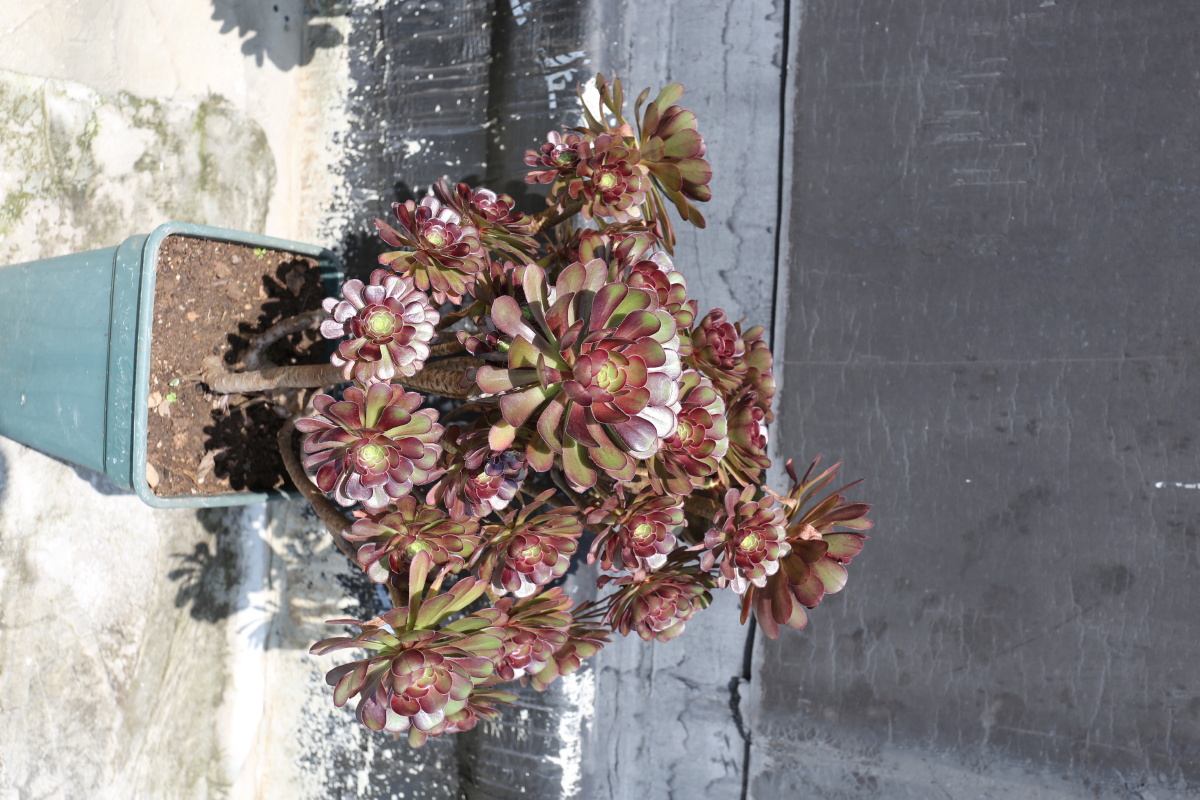 初夏骄阳下的黑法师玫瑰法师愈发美丽动人