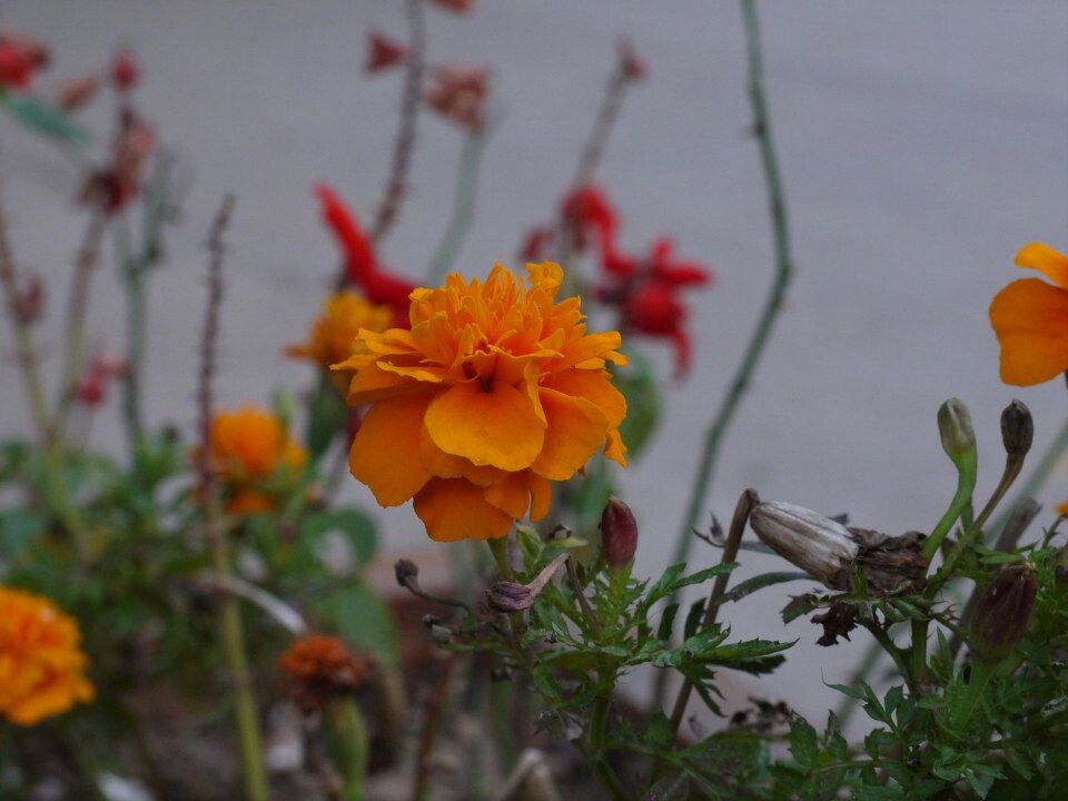 测试1<br />
一支已经残败的菊花