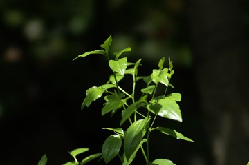 PICT0217.JPG