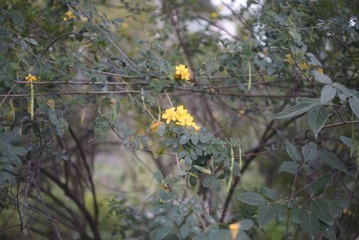 _DSC0199