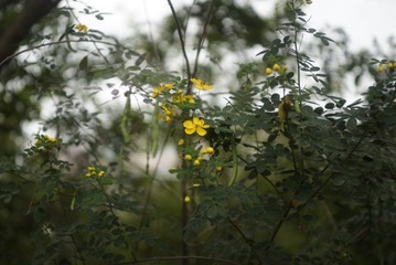 _DSC0206