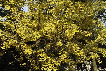 _IGP6230.jpg