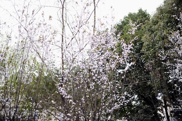 _DSC0001.jpg
