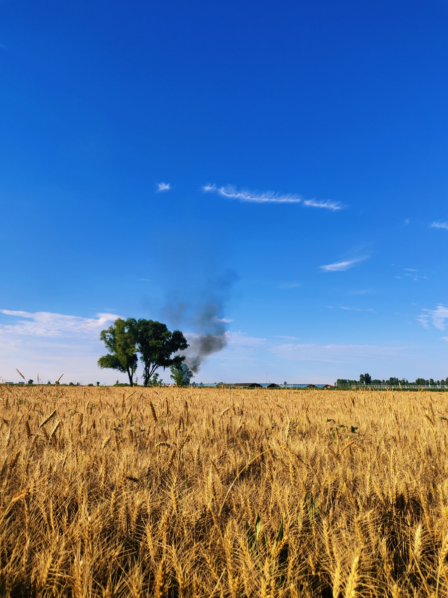 在希望的田野上大树守望着一望无际的金色麦田晴空万里炊烟袅袅