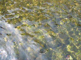 IMG_8582.JPG