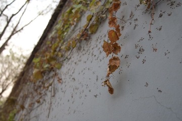 DSCF2292.JPG