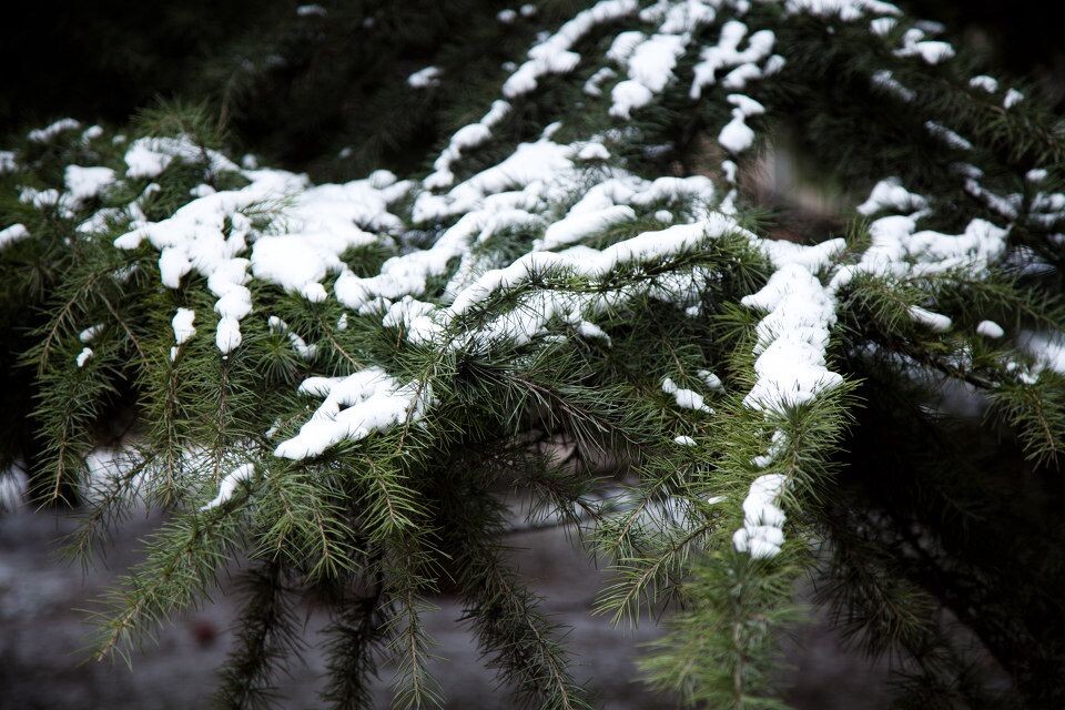 松雪<br />
