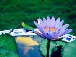 IMG_6429(P).jpg