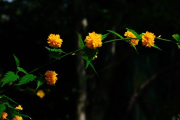 220726