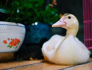 251567