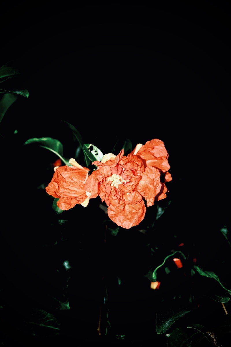 枯萎的花在黑夜中依旧闪耀