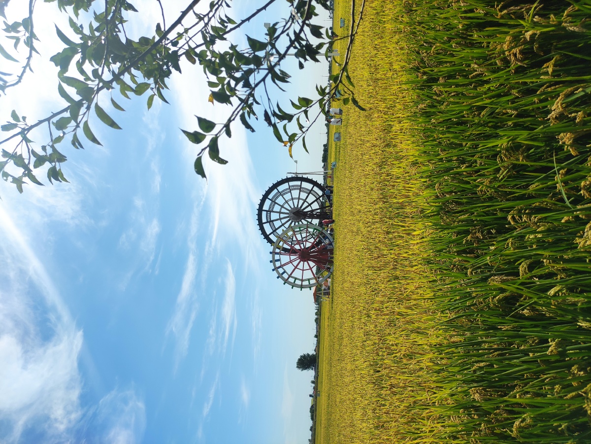 水车与稻田