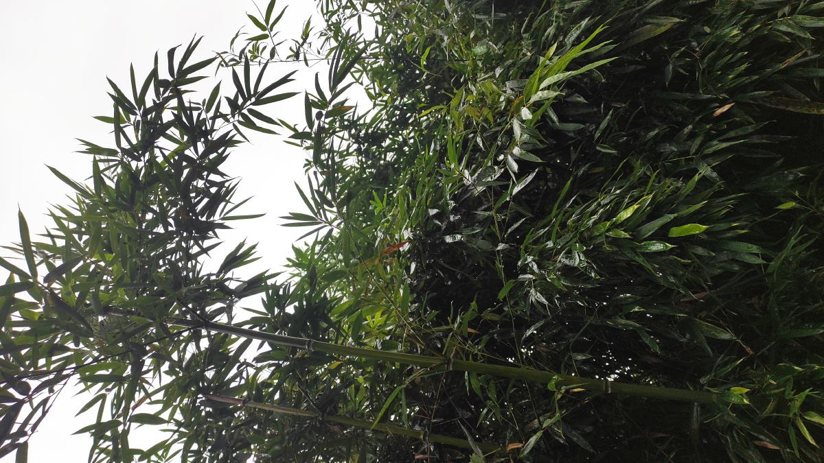 雨中细竹 - 微风拂面wf - 图虫