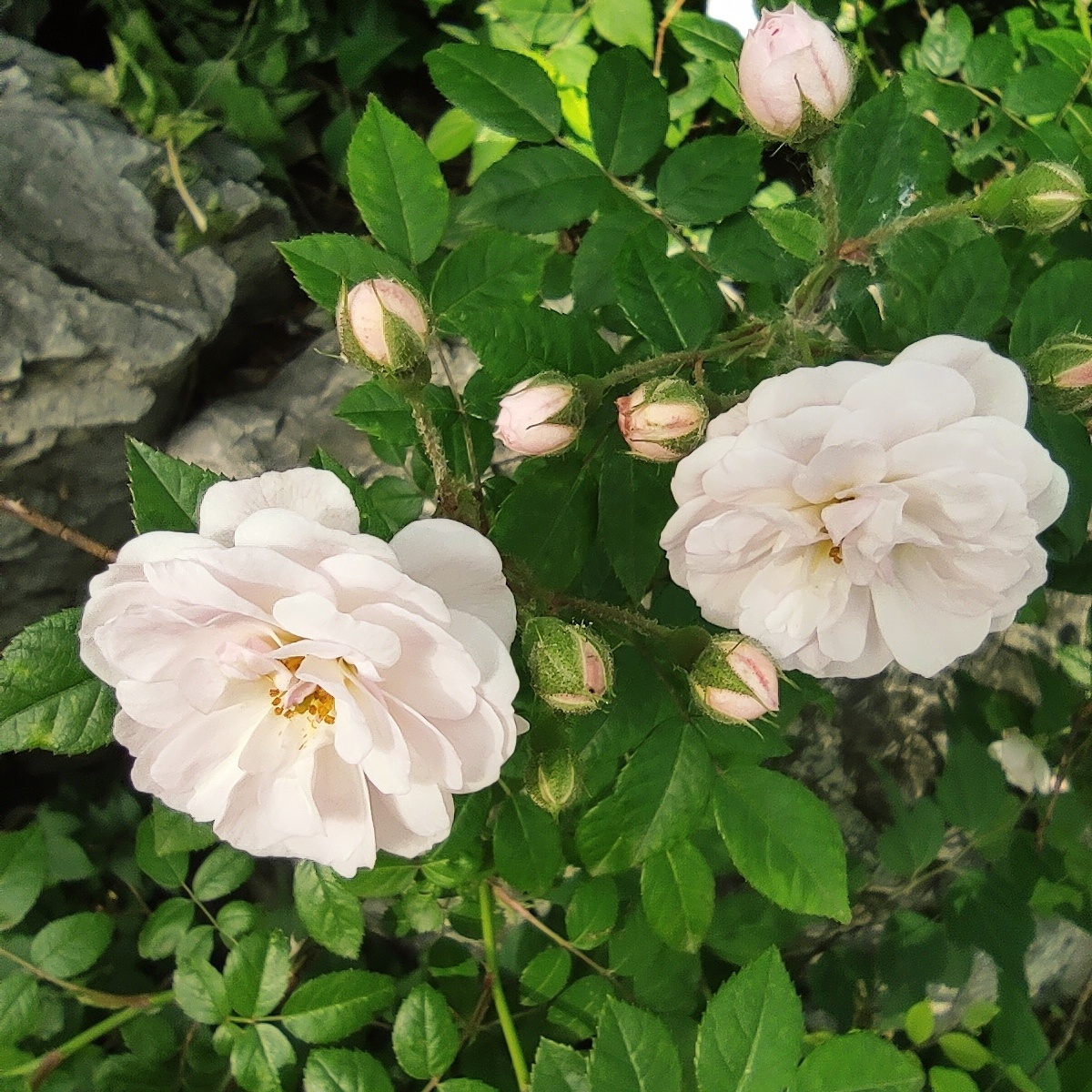 月季蔷薇度娘说叫七姊妹蔷薇科