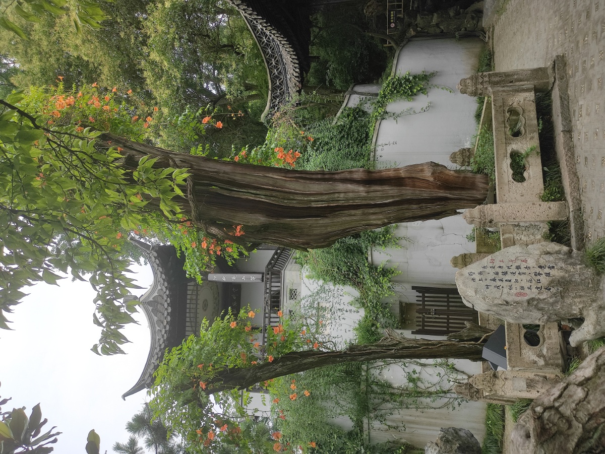枯木逢春瘦西湖景色