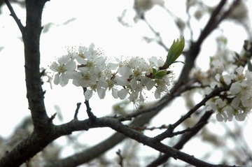 DSC_3707.JPG