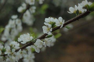 DSC_3770.JPG