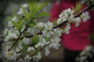 DSC_3772.JPG