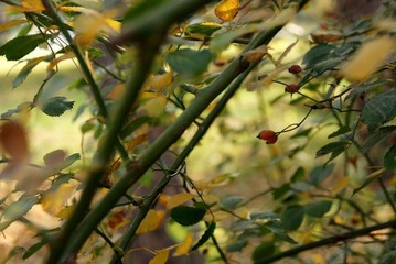 nEO_IMG_DSC03163.jpg
