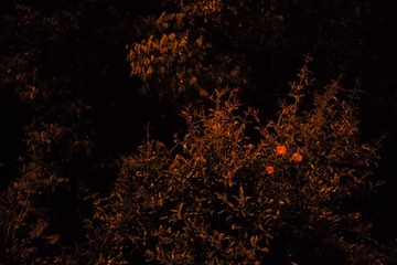 L1004786